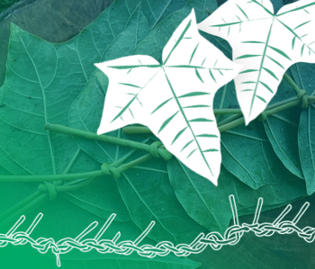 Thumbnail image of kukui leaves overlay with illustration