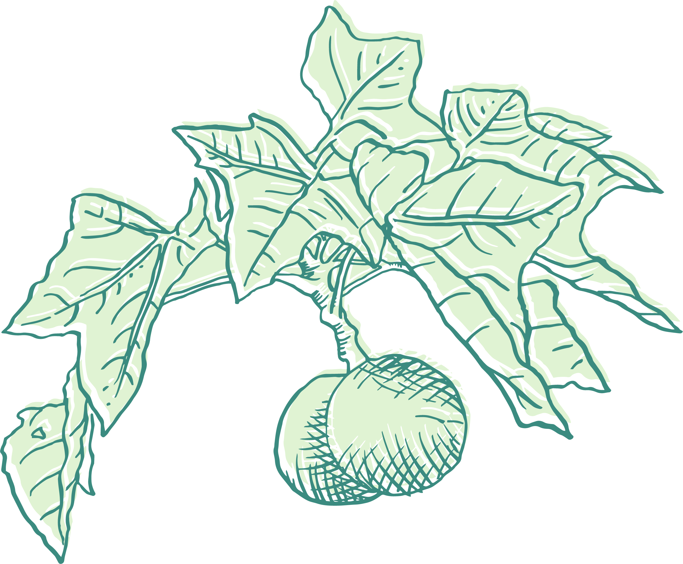 Kukui fruit with leaves hand illustration